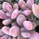 Pachyphytum Pink SU25 фото 1