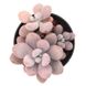 Pachyphytum Pink SU25 фото 3