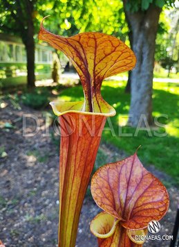 Sarracenia Flava var. Rubricorpora - L S09 фото