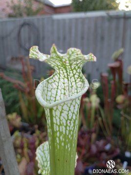 Sarracenia leucophylla Green S45 фото