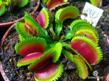 Dionaea muscipula Sawtooth - S DM43 фото