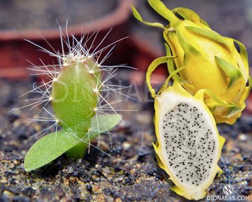 Питахайя желтая (Питайя) | Dragon fruit yellow SU152 фото