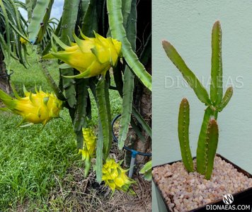 Питахайя желтая (Питайя) | Dragon fruit yellow SU152 фото