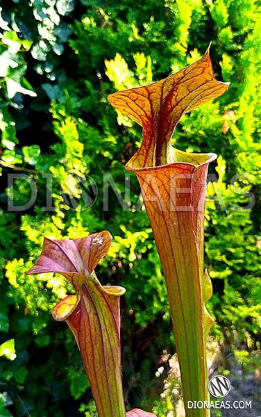 Sarracenia Flava var. Rubricorpora - L S09 фото