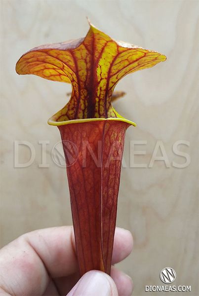 Sarracenia Flava var. Rubricorpora - L S09 фото