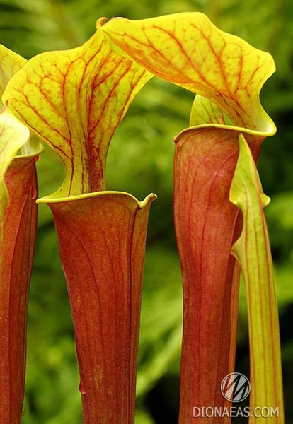 Sarracenia Flava var. Rubricorpora - L S09 фото