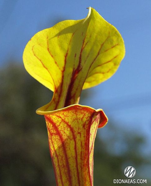 Sarracenia Flava var. Rubricorpora - L S09 фото