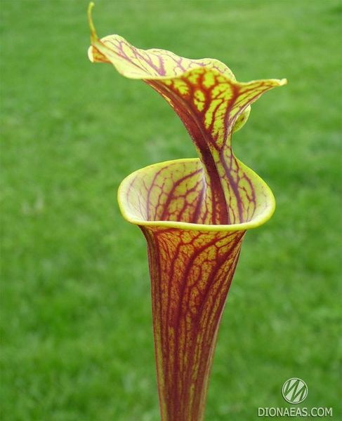 Sarracenia Flava var. Rubricorpora - L S09 фото