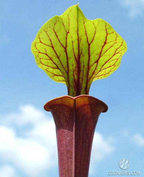 Sarracenia Flava var. Rubricorpora - L S09 фото