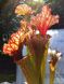 Семена Sarracenia x Moorei - Clone 1 - невероятно красивый мощный клон SD-SR26 фото 10