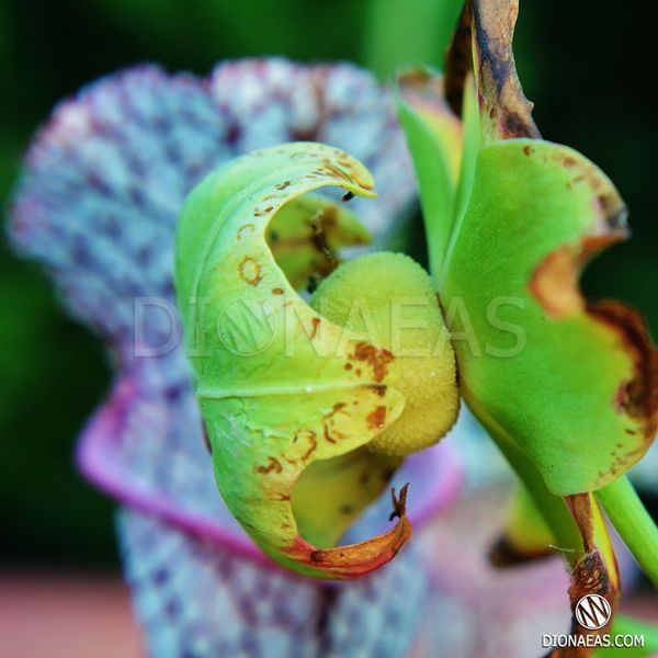 Семена Sarracenia x Moorei - Clone 1 - невероятно красивый мощный клон SD-SR26 фото