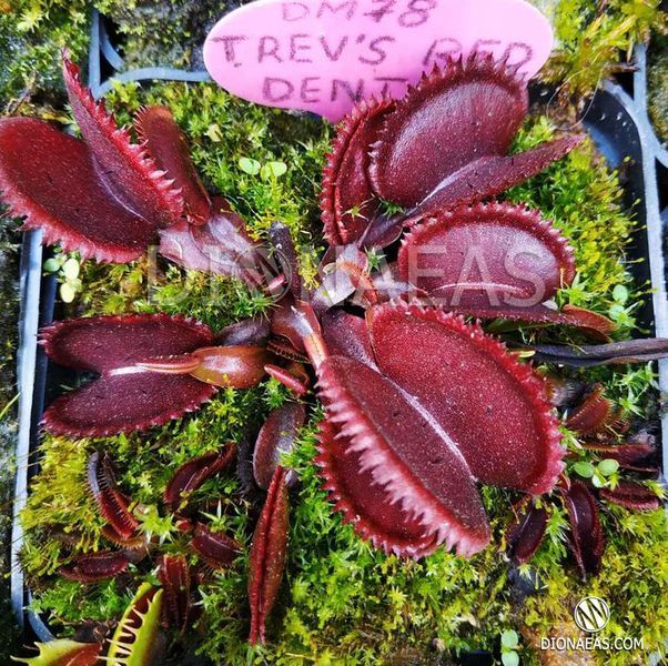 Dionaea muscipula Trev's Red Dentate - M DM78 фото