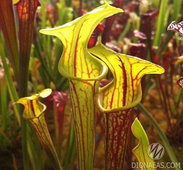 Sarracenia Flava var. Rubricorpora - L S09 фото