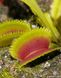 Dionaea muscipula Sawtooth - S DM43 фото 3