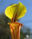 Sarracenia Flava var. Rubricorpora - L S09 фото 7