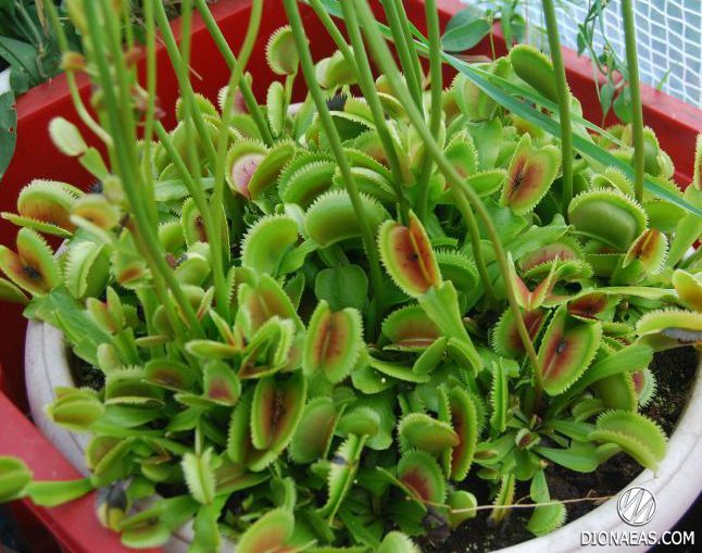 Dionaea muscipula Sawtooth - S DM43 фото