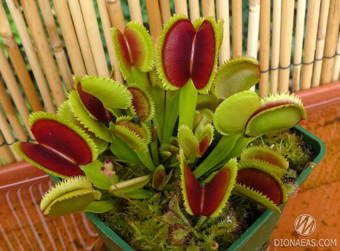 Dionaea muscipula Sawtooth - S DM43 фото