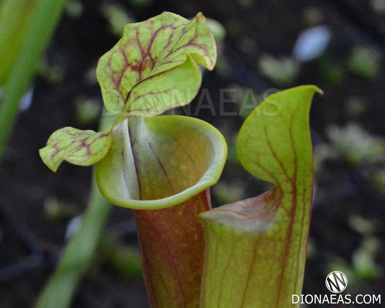 Sarracenia Flava var. Rubricorpora - L S09 фото