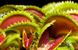 Dionaea muscipula Sawtooth - S DM43 фото 2