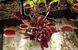 Dionaea muscipula Trev's Red Dentate - M DM78 фото 2