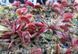 Dionaea muscipula Trev's Red Dentate - M DM78 фото 3