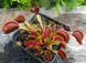 Dionaea muscipula Trev's Red Dentate - M DM78 фото 7