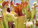 Семена Sarracenia x Moorei - Clone 1 - невероятно красивый мощный клон SD-SR26 фото 9