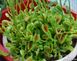 Dionaea muscipula Sawtooth - S DM43 фото 6