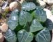 Хавортія Баєра Мунстоун - Haworthia Bayeri Moonstone SU47 фото 4