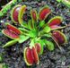 Dionaea muscipula Sawtooth - S DM43 фото 8