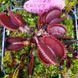 Dionaea muscipula Trev's Red Dentate - M DM78 фото 5