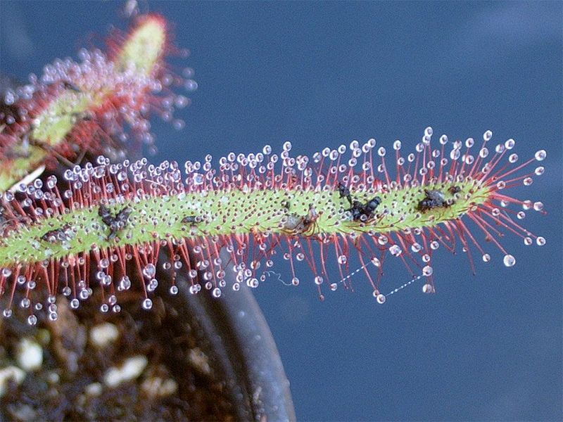Drosera capensis "Giant" - S DR44 фото