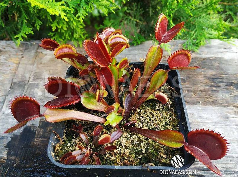 Dionaea muscipula Trev's Red Dentate - M DM78 фото