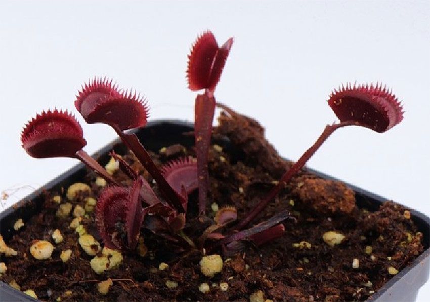 Dionaea muscipula Trev's Red Dentate - M DM78 фото