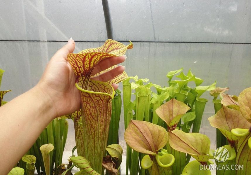 Sarracenia Flava var. Rubricorpora - L S09 фото