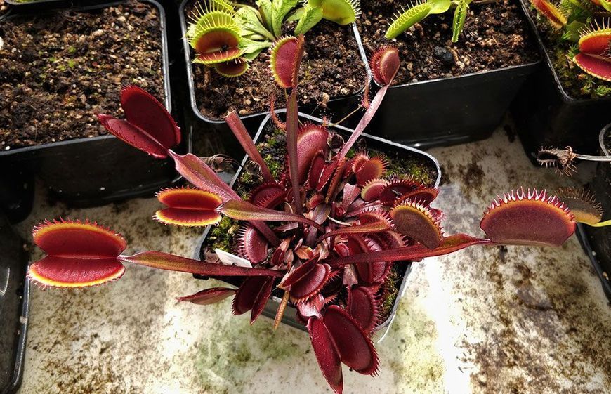 Dionaea muscipula Trev's Red Dentate - M DM78 фото