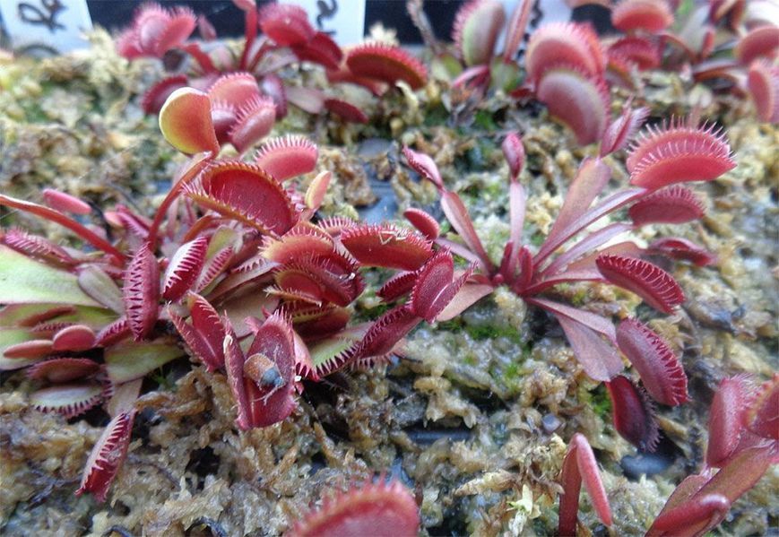 Dionaea muscipula Trev's Red Dentate - M DM78 фото