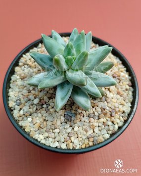 Pachyphytum compactum Blue SU153 фото