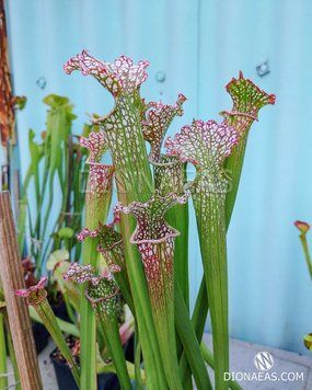 Sarracenia Leucophylla hybrid 2 - S S47 фото