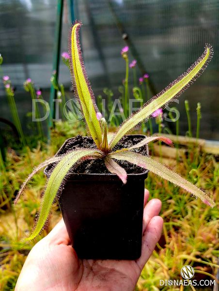 Drosera Adelae - M DR06 фото