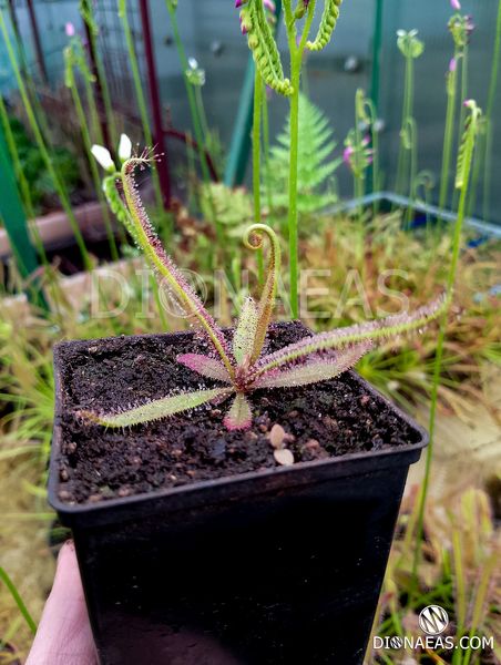 Drosera Adelae - M DR06 фото