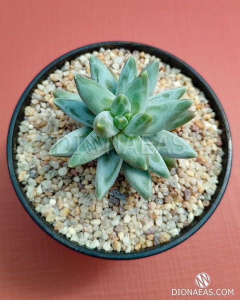 Pachyphytum compactum Blue SU153 фото