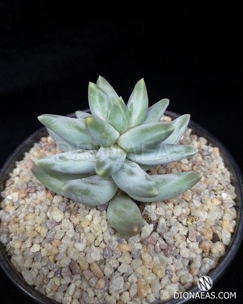 Pachyphytum compactum Blue SU153 фото