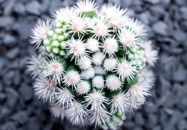 Маммілярія Грациліс Снігова куля - Mammillaria Gracilis cv. Arizona Snowcap, Mammillaria gracilis f. mostruosa SU55 фото
