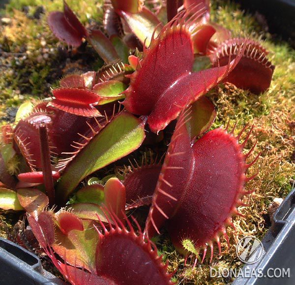 Dionaea muscipula Pink venus - S DM45 фото