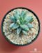 Pachyphytum compactum Blue SU153 фото 2