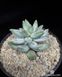 Pachyphytum compactum Blue SU153 фото 3