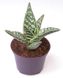 Aloe variegata SU51 фото 5