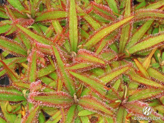 Drosera Adelae - M DR06 фото