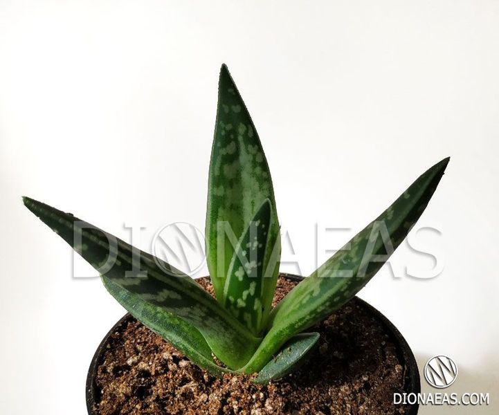 Aloe variegata SU51 фото